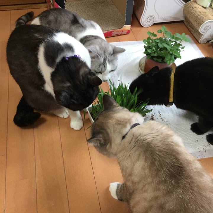 6bee8d34 0e0c 4fb6 9426 88ad9d2a7d4d 1556587572942