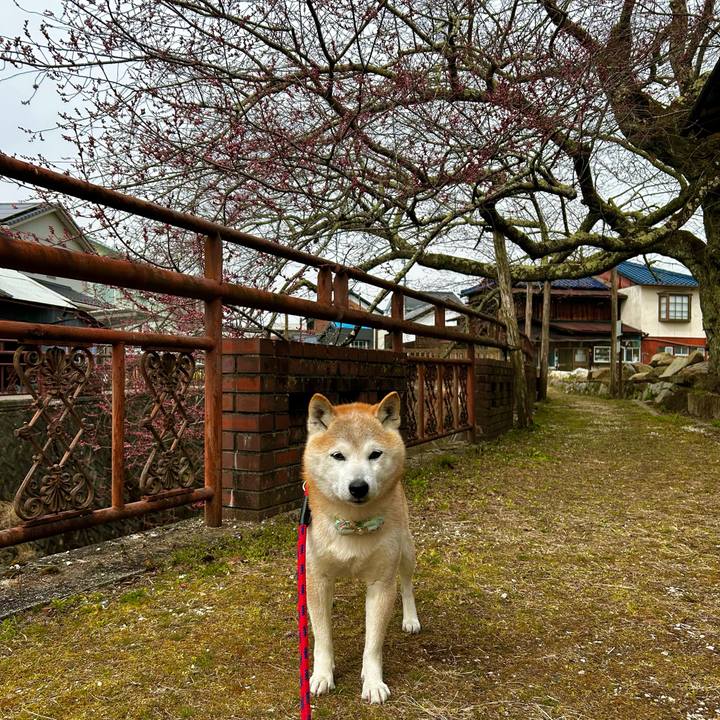 6beffc39 671c 499c 839c fe9edd845f90 1774178628256