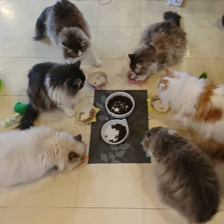 6bf270e5 0931 4850 b0fb 851059731a47 1531653789185