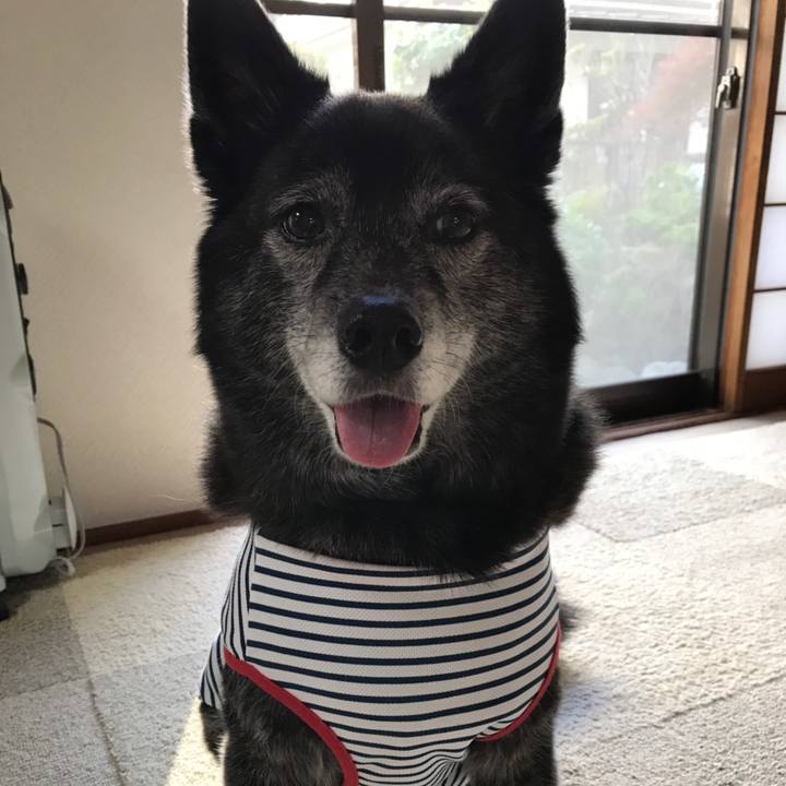 6bf54d0d 02a3 4e8c 9c62 561fde0fd785 1558444579901