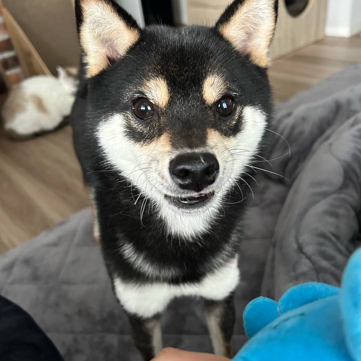 6bf6e306 31e6 4b36 bb0f 00e8335608a7 1679108125024