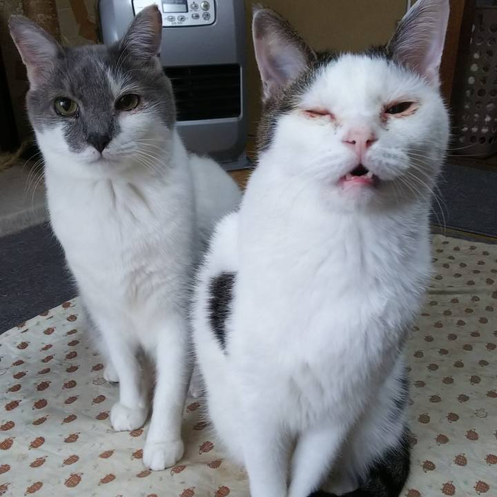 6bfaa1bb f6c7 4b19 9a74 78162ce6a14b 1544515625411