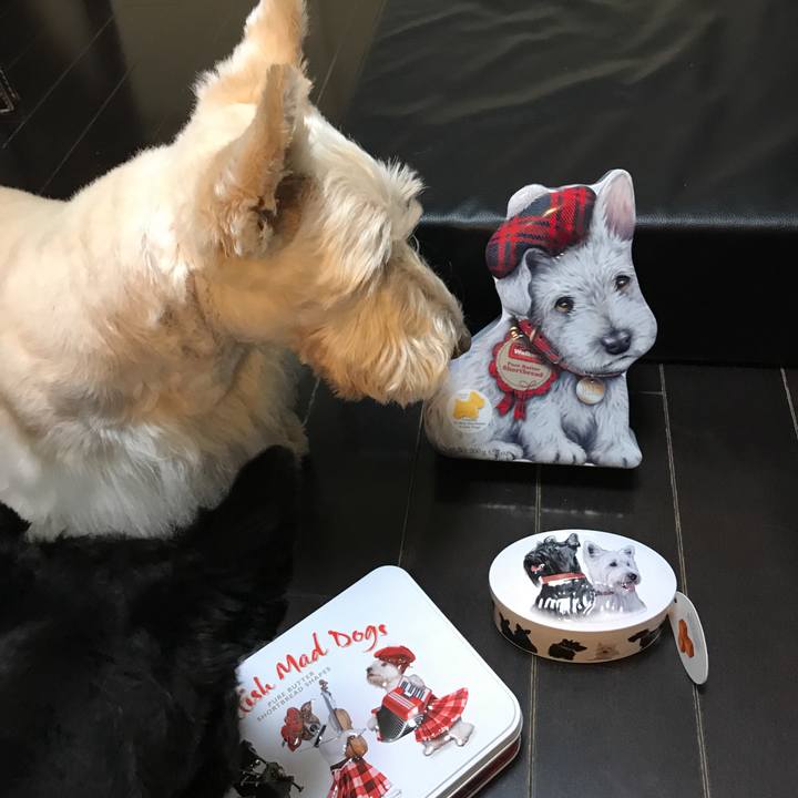 6bfb3a85 1939 4efd a9a5 0389e19acf19 1541386497870