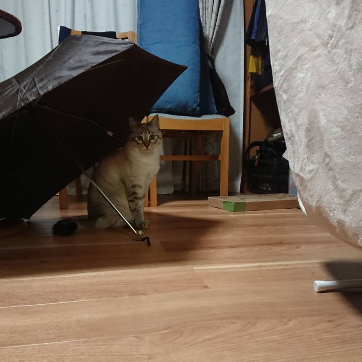 6bfb4e3a d443 474a 8eb7 bb4494e0dba2 1574073412023