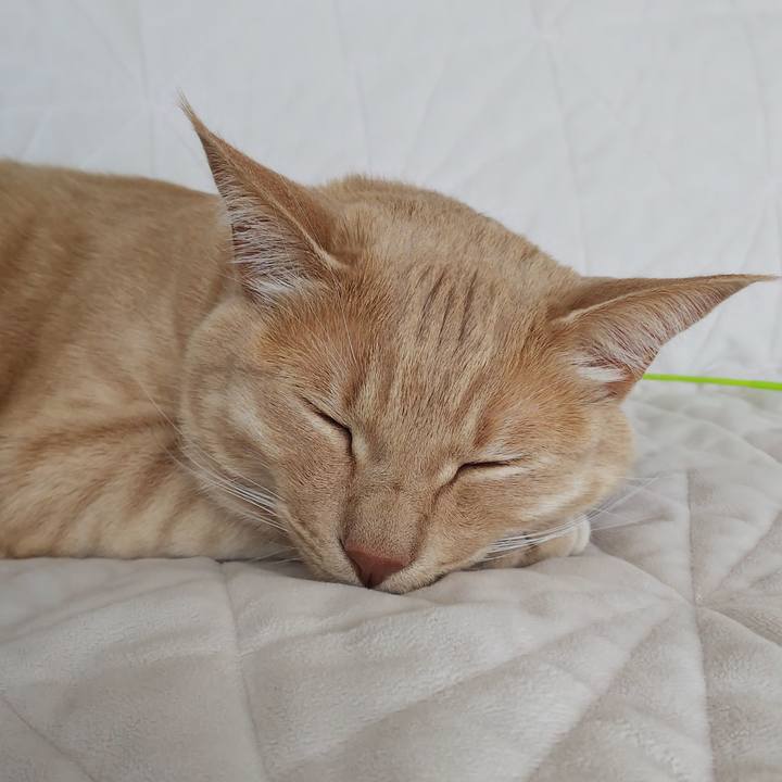 6bff8909 aacd 4d79 a6d0 bdd14f5854c6 1584755335745