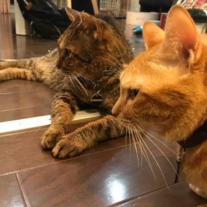 6c002712 8780 4957 8144 029f3d0f996f 1539169898658