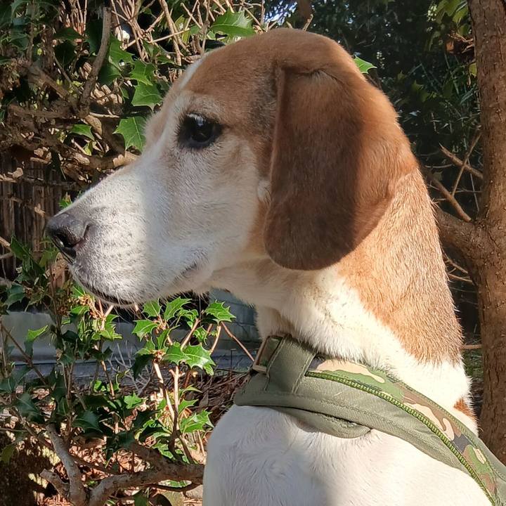 6c004a00 d5e0 4a75 8449 90656a2f60a8 1766834551413