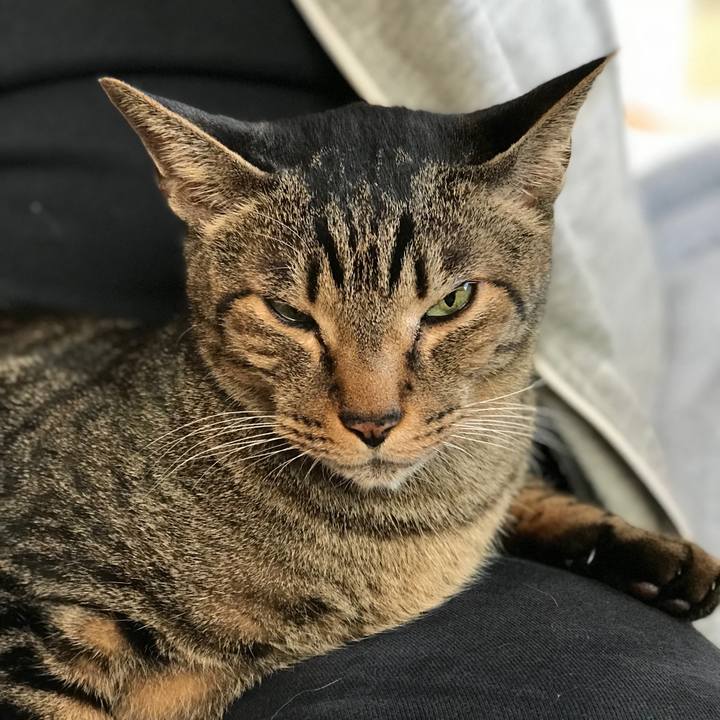 6c00ce8b 344f 4389 86f9 6bb9b03bac10 1513471419934