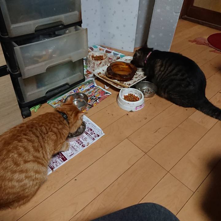 6c00f1bb daf9 4dc5 8ef2 faa4501aa45a 1648642222464