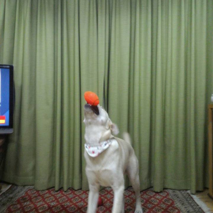 6c0134ed 0368 46c1 b7c6 eb5ae2b82267 1508671203834