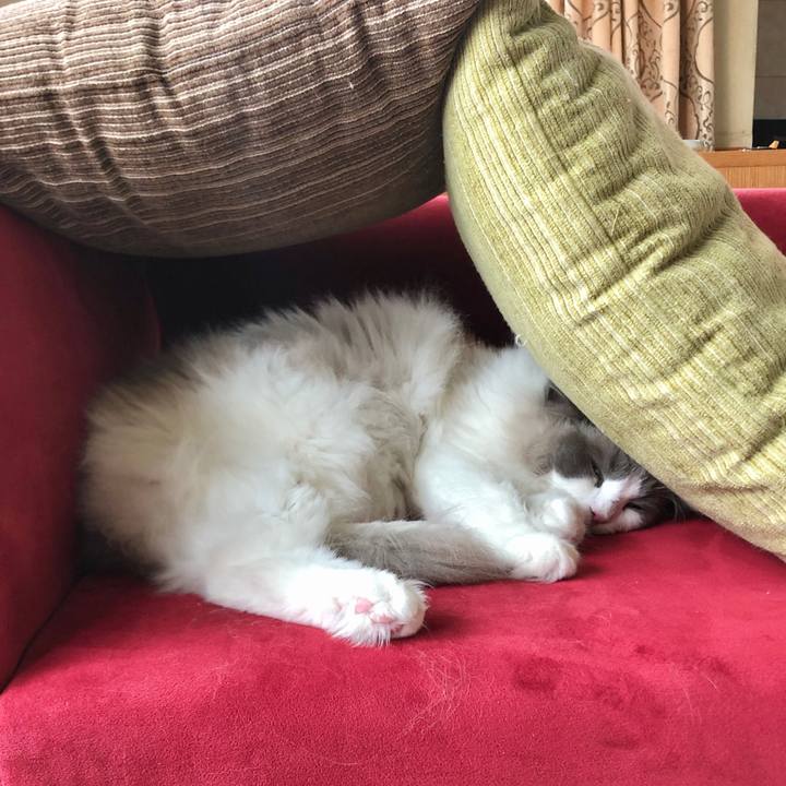 6c02abfe e3f4 45e4 a3c6 6e2ef7925617 1620604166923