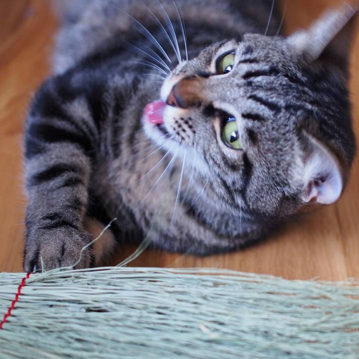 6c036c2e f941 4695 b93b 75c4b598b5a5 1562298877216