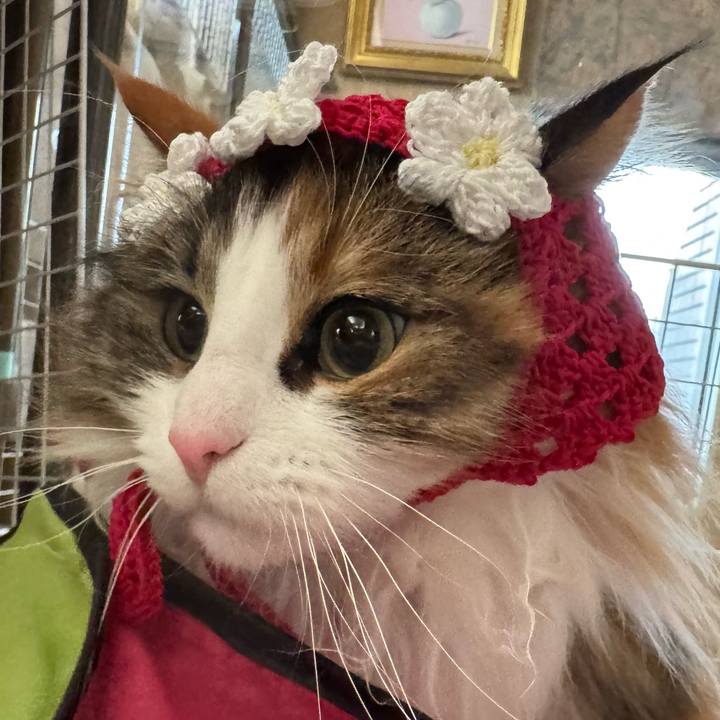 6c03e243 2d38 483c 86d6 a323df058008 1773618845889