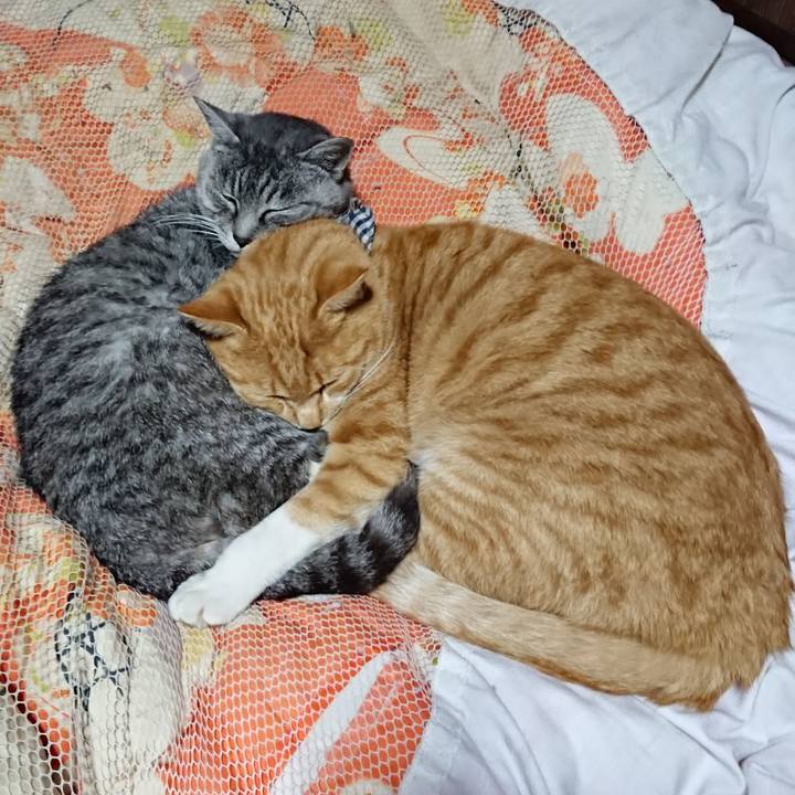 6c03e7bf 9546 4e54 bf61 9ef570b728ca 1573913156323