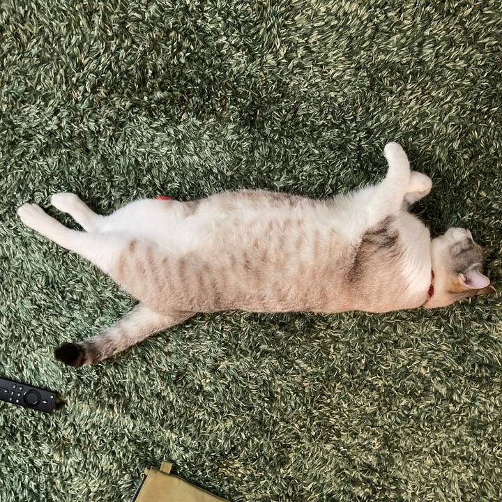 6c0504c5 f1f4 45d3 ae6d c4d2c98bda95 1593255535396