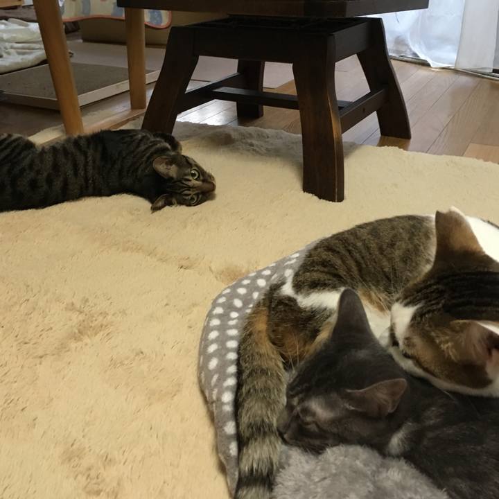 6c060f86 2641 483b a7ef 05885f90620c 1541331407491