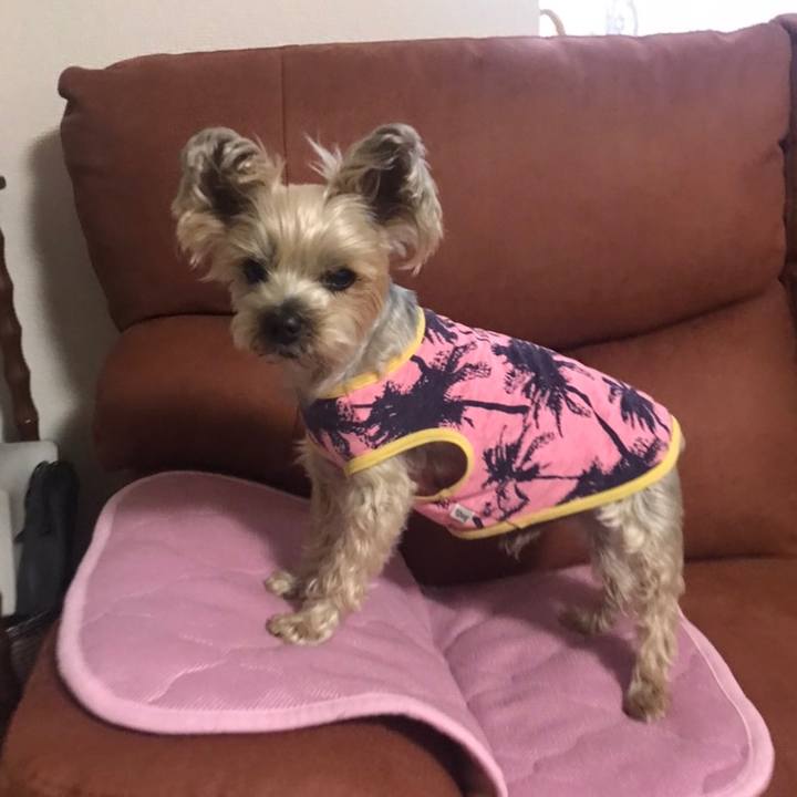 6c0723af 2d79 4fda affb ec6a41147f1e 1586337749539