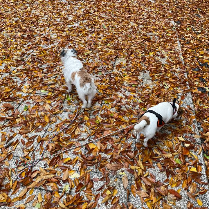 6c08dbc0 3411 43ca a192 86f253e16482 1668469775032