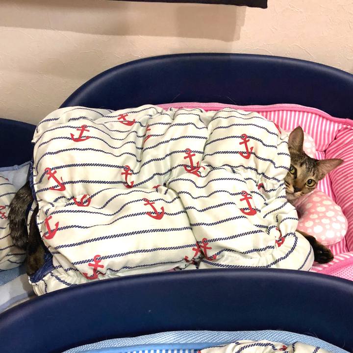 6c0c22dc 9d77 4d24 b9ee e64456c20c99 1533557119246