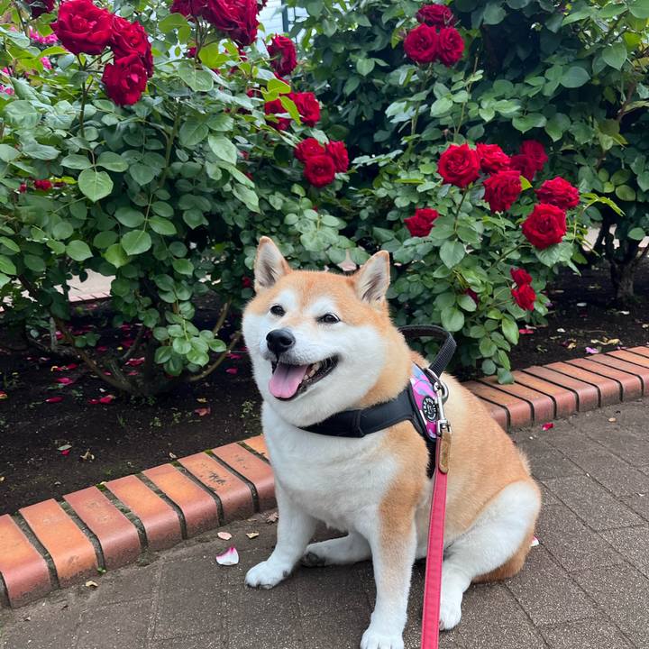 6c0d64d8 1ff1 4caa bbd5 ad81faff9d90 1683881908695