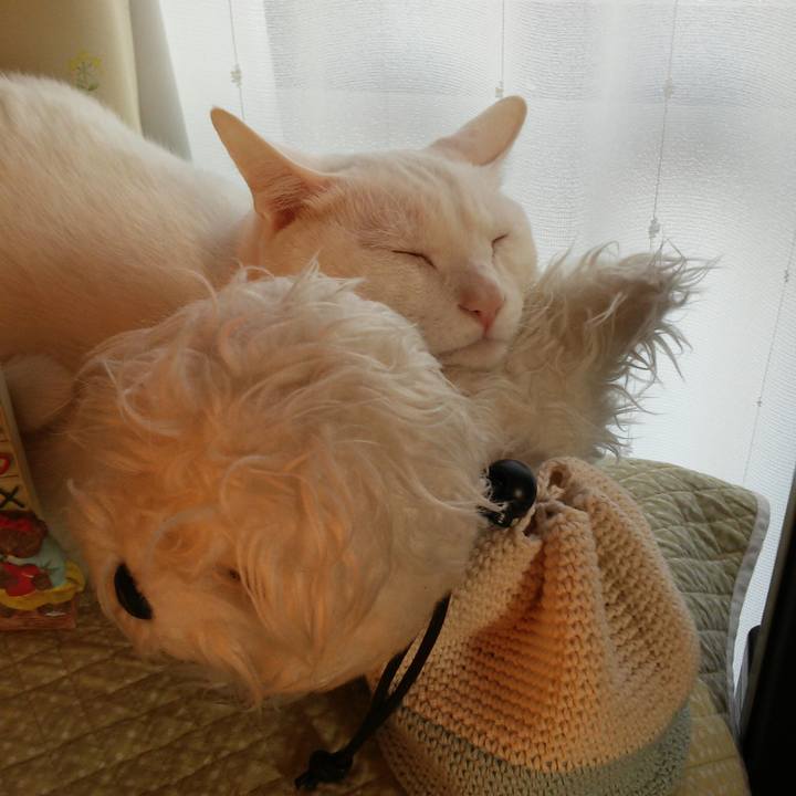 6c0fd5c2 894a 425d a552 4d04e9e33122 1524819124588