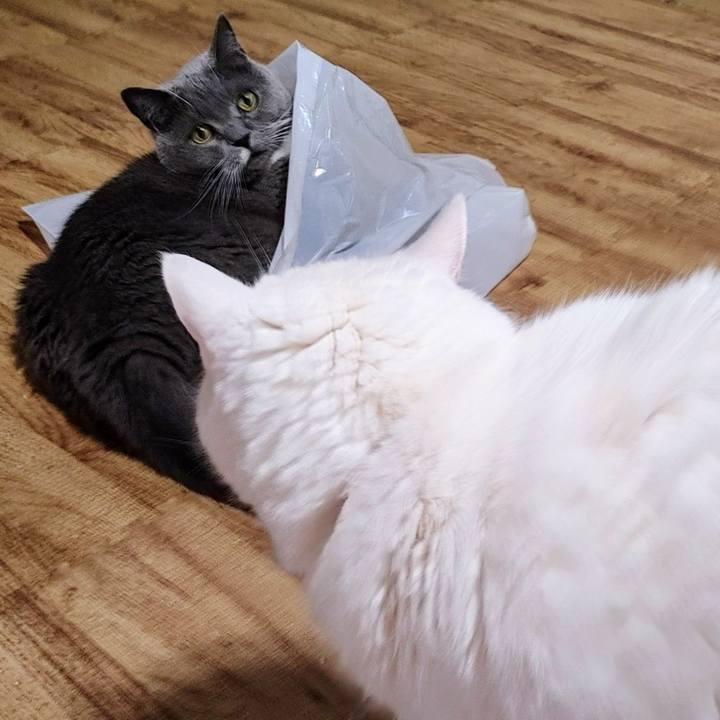 6c100fd9 3cfc 49c3 9306 34aed20a231d 1724191973457