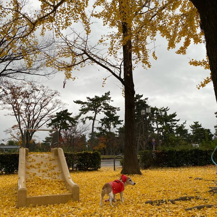 6c1021d5 90dc 431d 88a1 efaa50020484 1605839583024