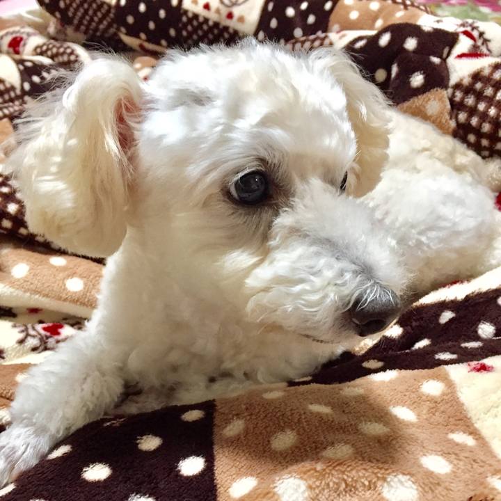 6c106f17 10bd 411f a95f 9805aa098721 1514561720751