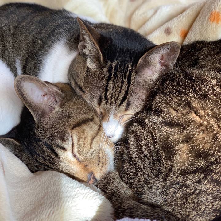 6c10baea 70d8 406d 901d b1d722fe46e7 1545702008178