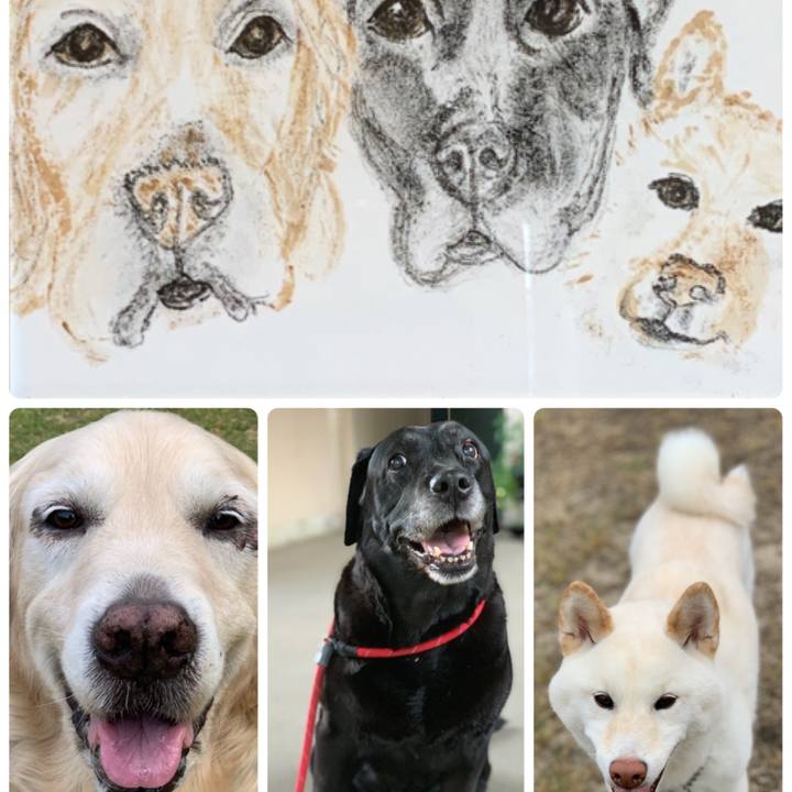 6c11f56d 513b 4293 b792 48e062112dad 1560388277942