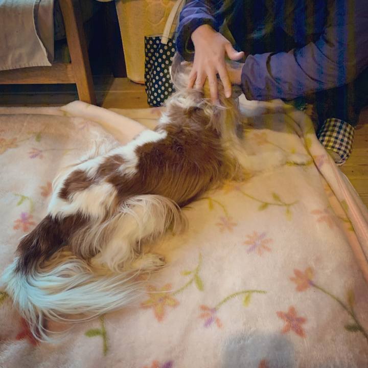 6c120e19 3784 432d a275 0ad74f15226c 1574289642464