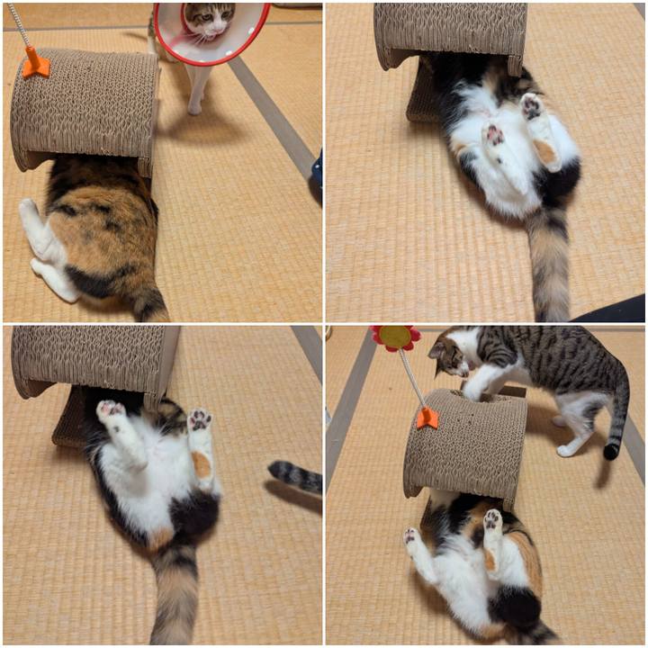 6c131e74 d2ad 4688 a21e 8479a1b00686 1744865791206