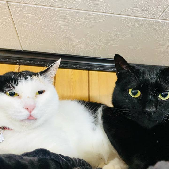 6c14adac fe40 44a4 b403 684396b07dfb 1680096079169