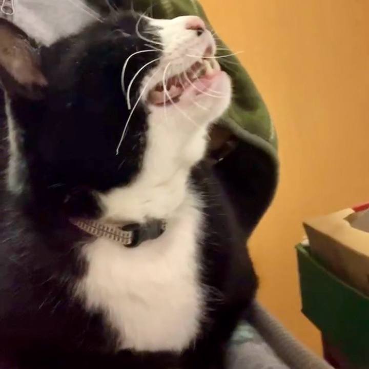 6c154d68 2a61 420b 86a8 541825613b77 1736910401432