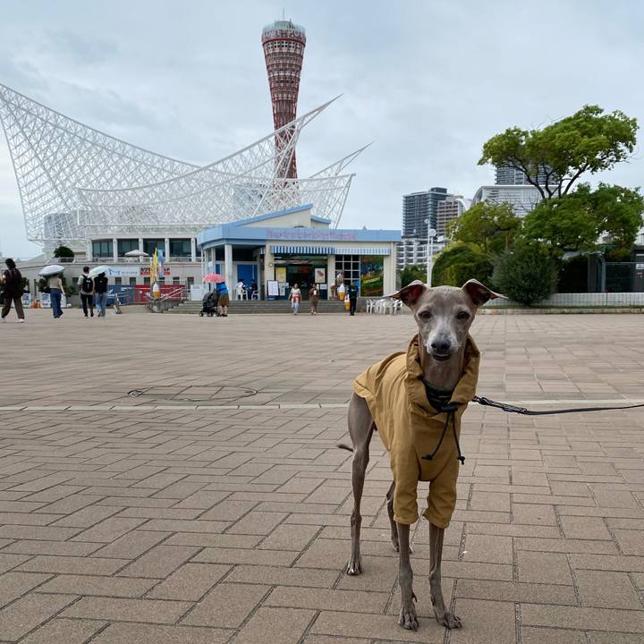 6c169136 2f22 4d10 8fc6 6d419858de3f 1758804930178