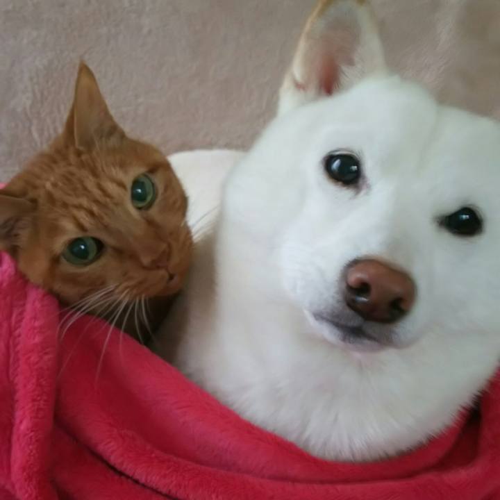 6c16d4f9 391e 495c a33c b70656c69c44 1574213952183