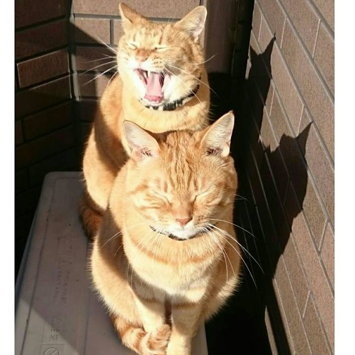 6c181b9b 86a2 47cc 8b6c 5a268dfe2e65 1540440319286