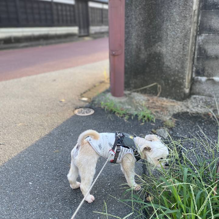 6c1827fe 32eb 4981 882c c2050c1ed3ea 1599175486498