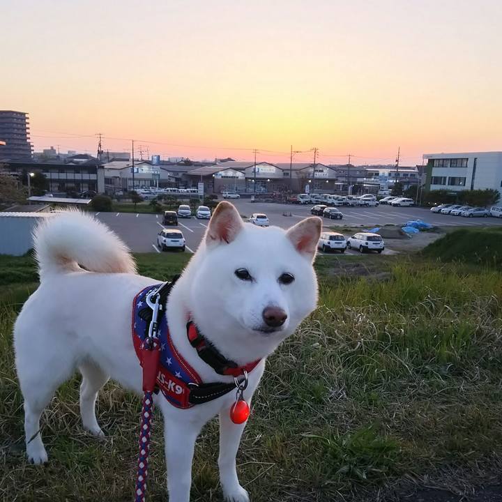 6c18317b 097f 4cb1 9fdc 804b1c33d820 1619087205403