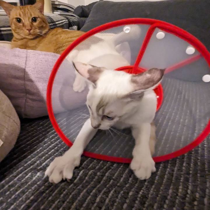 6c1c86c2 1e17 479a af1d e8777a64f987 1691929508203