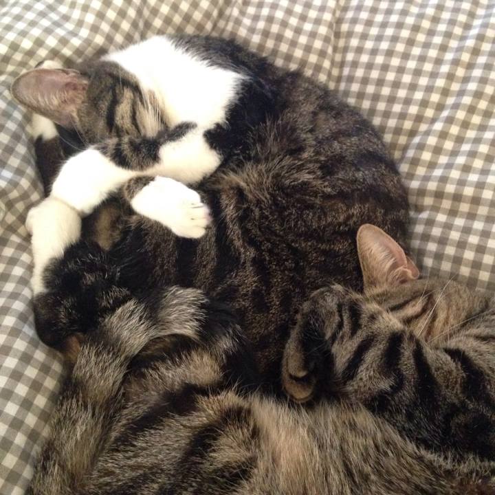 6c1d9ddb aee8 42c2 a363 4c7a02dc46d8 1512531583409