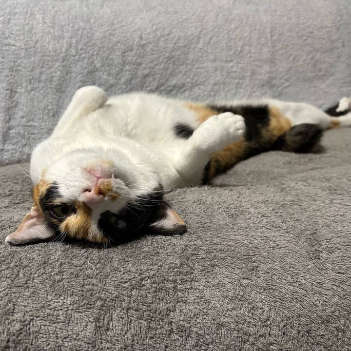 6c1f3b9f b936 454e b430 06fe14ab1f19 1760361507825