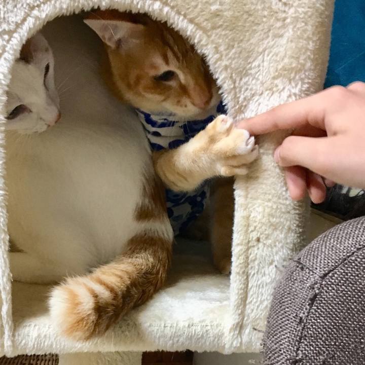 6c200c6c 91ae 4579 85ed 67a2b1bcb591 1521517062948