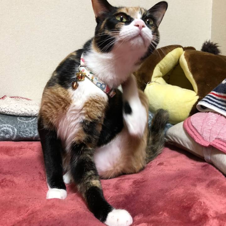 6c243135 66e5 4301 ac21 dac75d347bda 1576489471092