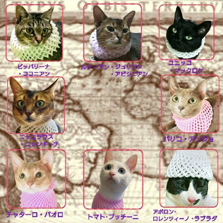 6c244ace a90f 486d 8ad3 f9ff09ce45a3 1532696604697