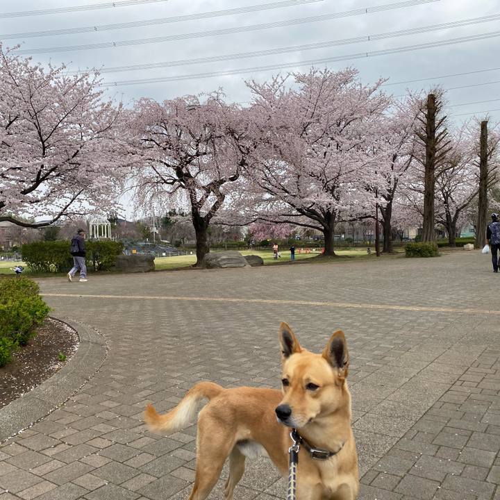 6c265a3a a4ac 41cb bf66 9a91cb3c0894 1648603738211