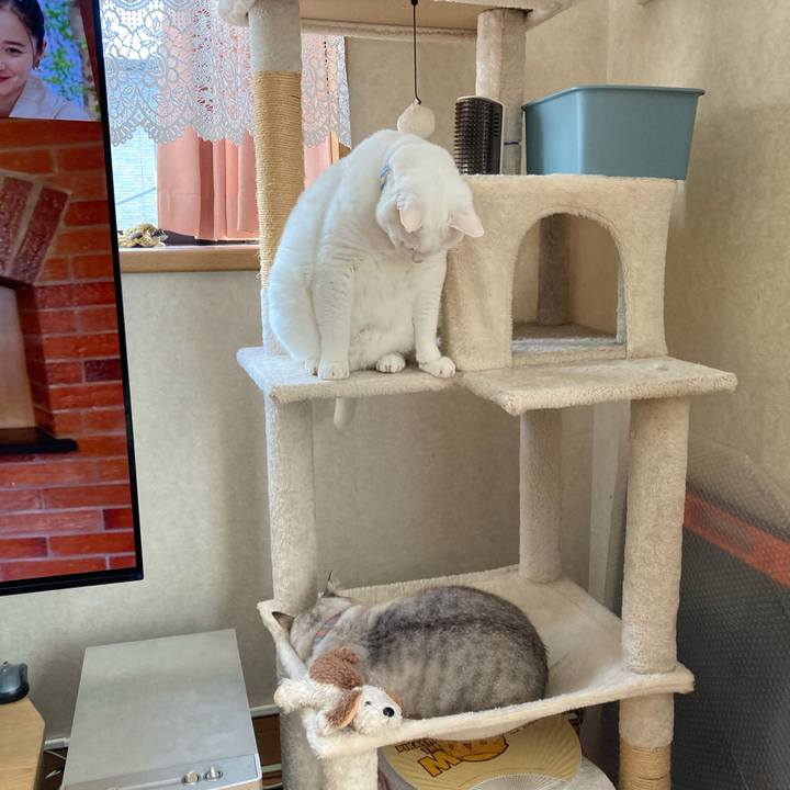 6c268259 c0c4 4218 a8fb b3a2cccd571e 1766365410664