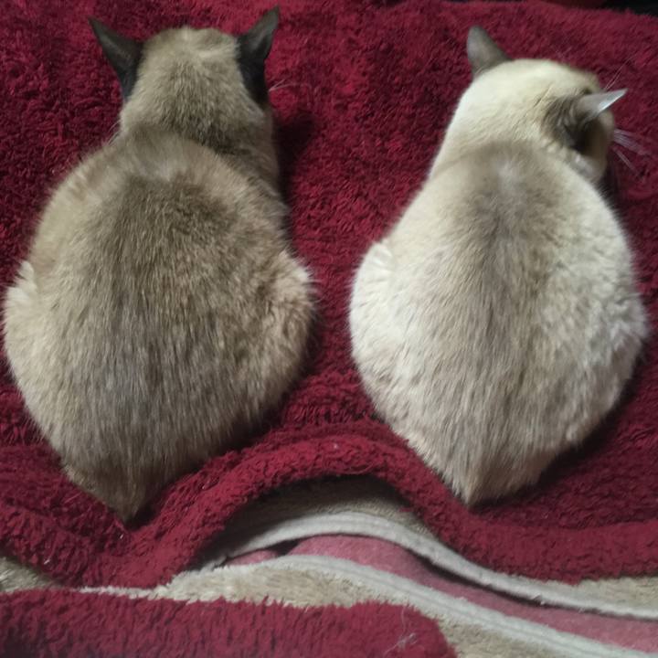 6c26ea5c 182e 473f b262 6f50823324f6 1518434068638