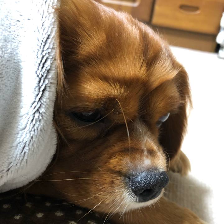 6c2cada6 f6ed 45e6 82cd 7c9f1cdbb266 1543413115426