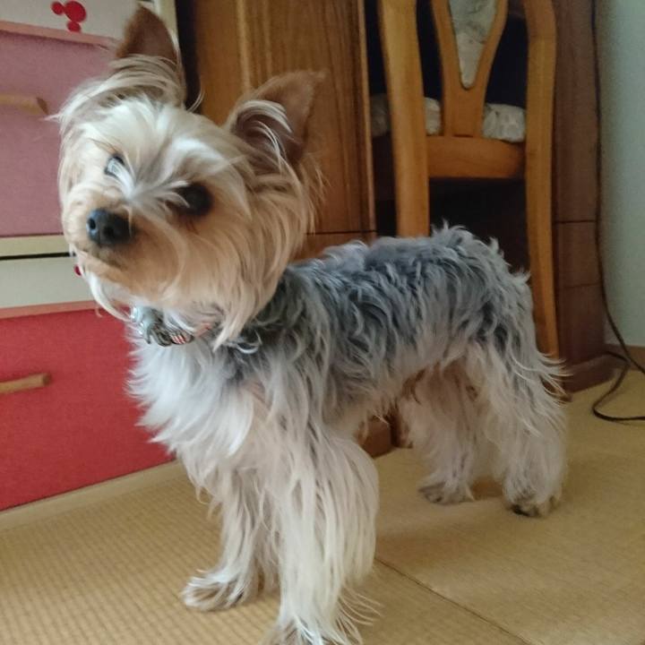 6c2d11cf a4bf 422f 90ae acd3fe05a142 1526599258909